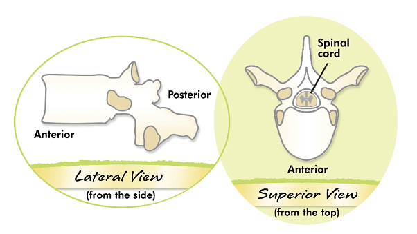Omurga Anatomisi
